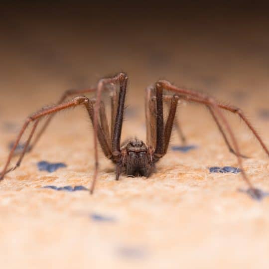 Large House Spider