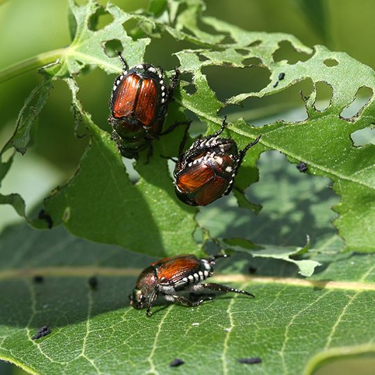 Signs of Japanese Beetles and Grubs