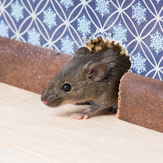Five Tips for Winter Pest Control