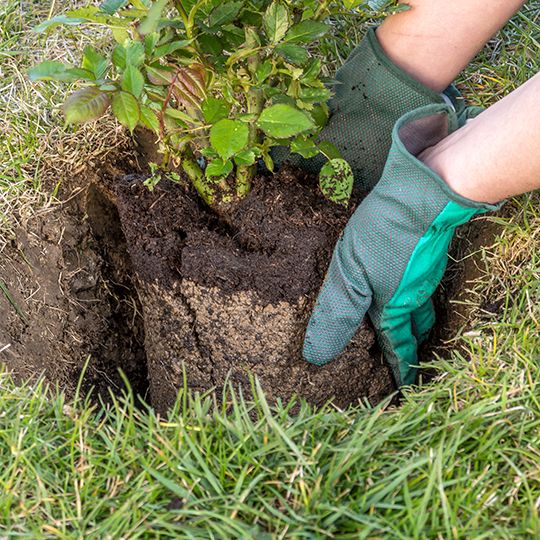 Planting rose bush