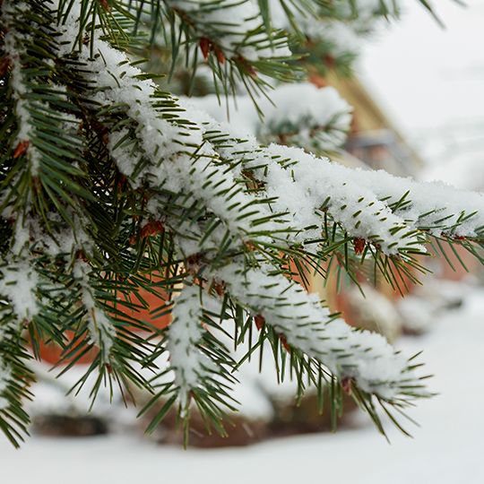 Snow covered tree