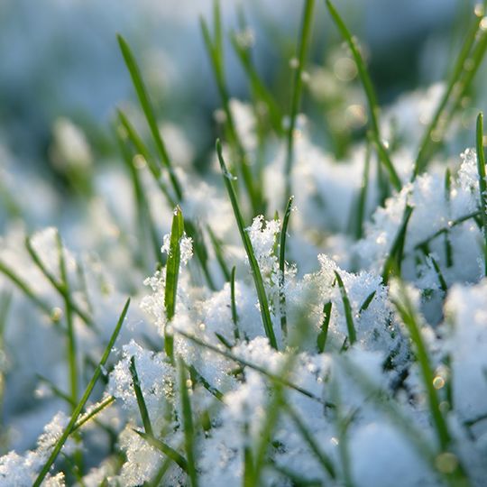 Winter lawn