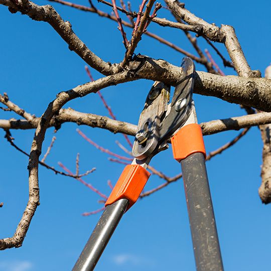 Tree pruning