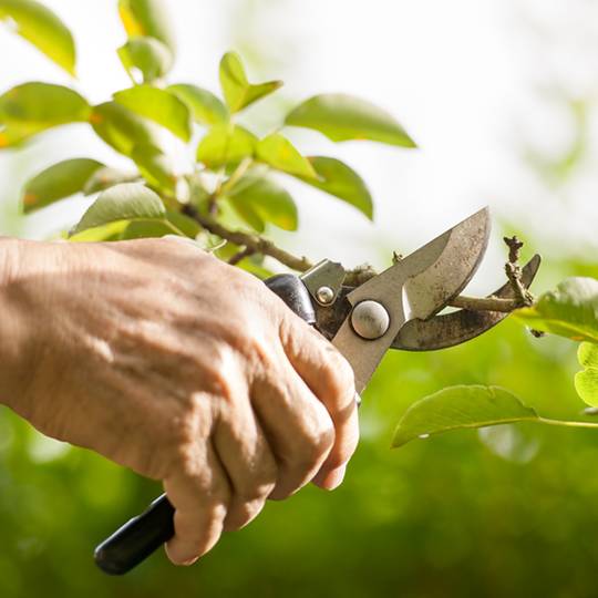 Pruning trees and shrubs