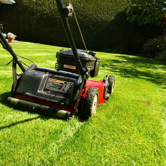 Plan to Stop Mowing the Lawn