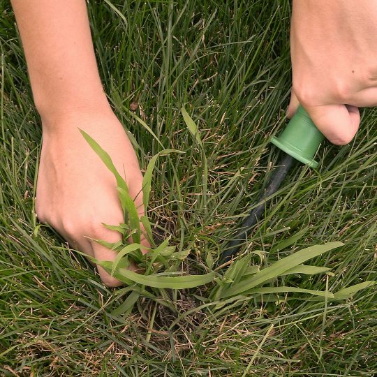 Removing crabgrass