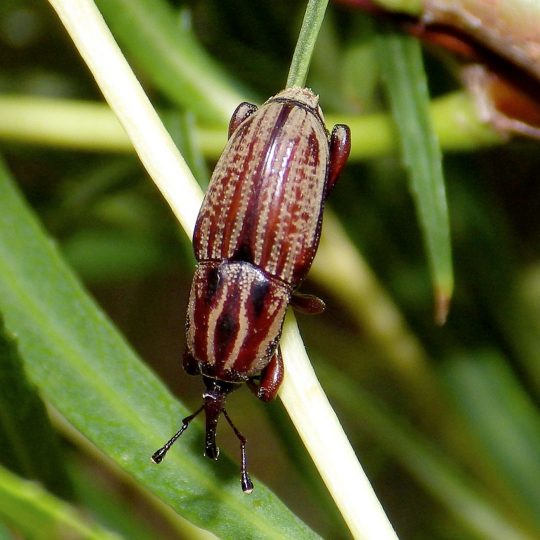 How to Control Billbugs in Your Lawn