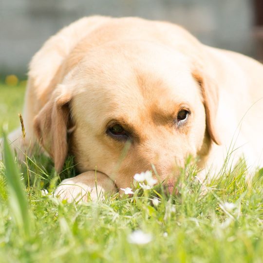 Dog Urine Damage on Your Lawn