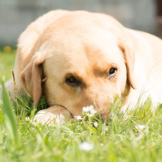 Dog on lawn