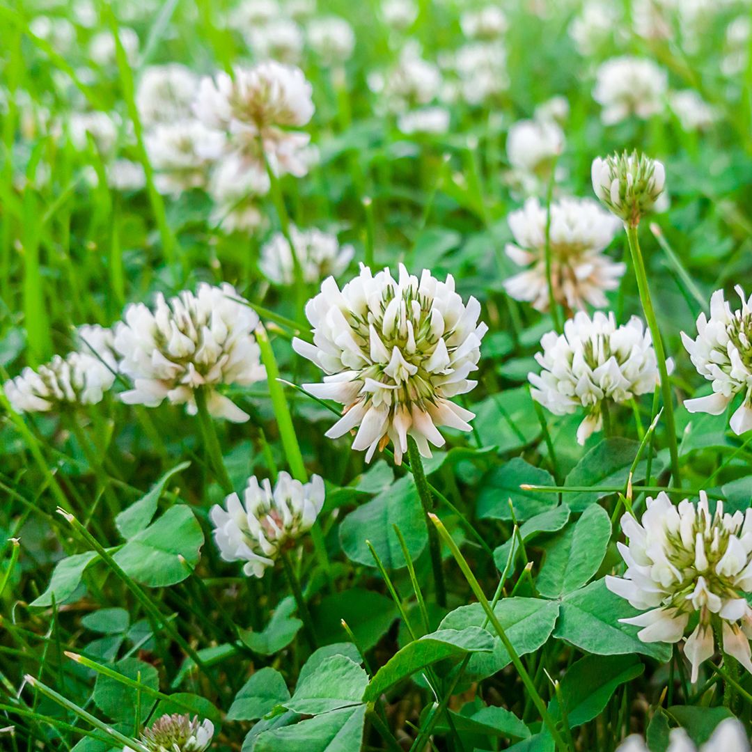 White sales clover lawn