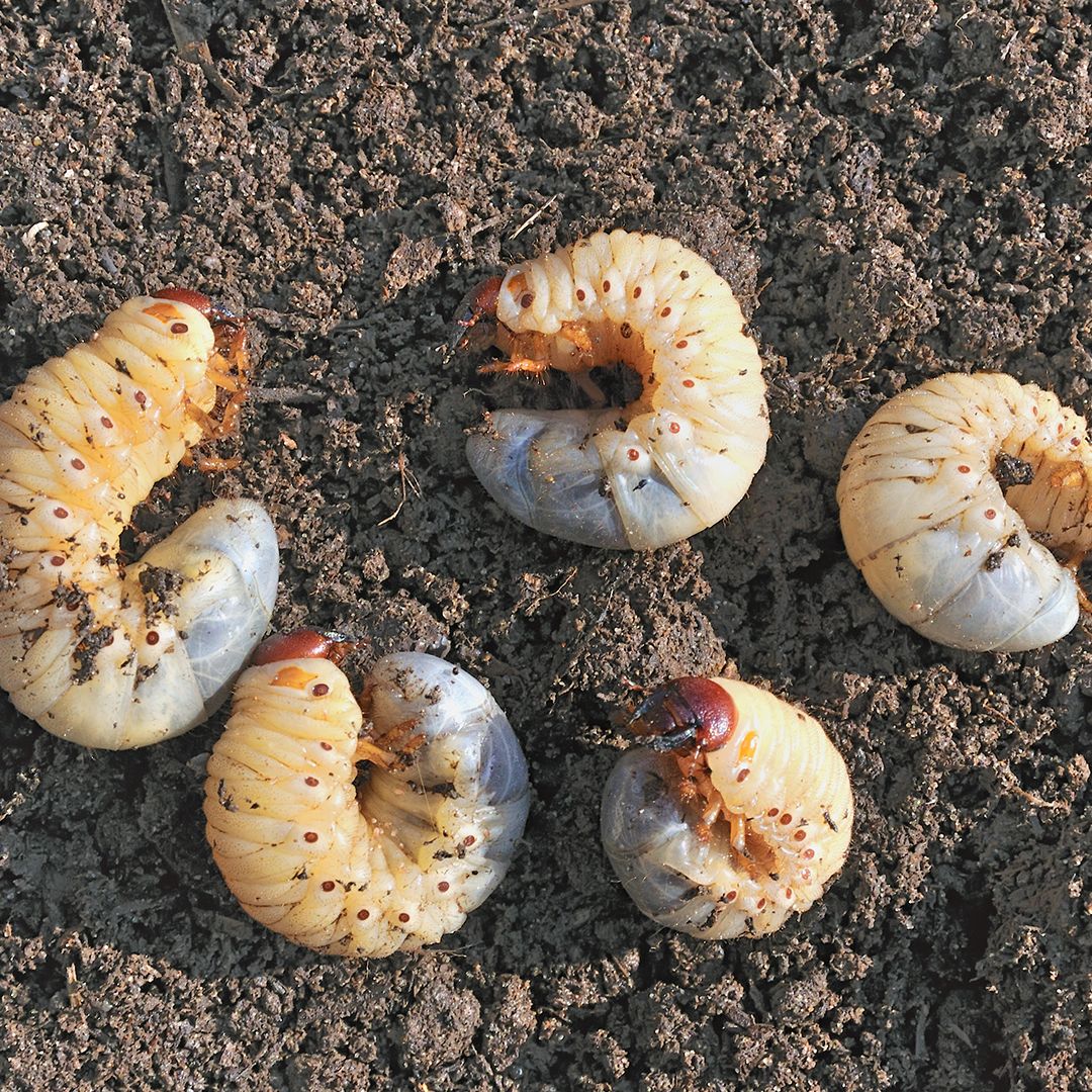 Grass Grub - Control of Grass Grub Pests in Lawns