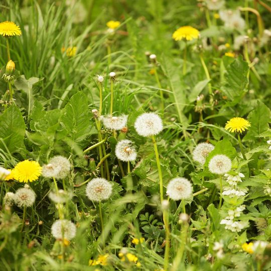 How to Control Summer Weeds