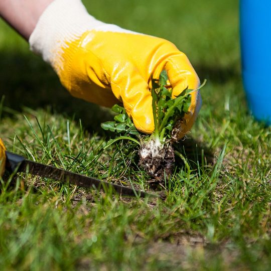 Lawn Care: The Difference between Broadleaf & Grassy Weeds