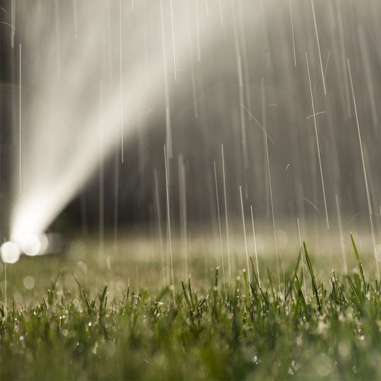 When to Water Your Lawn