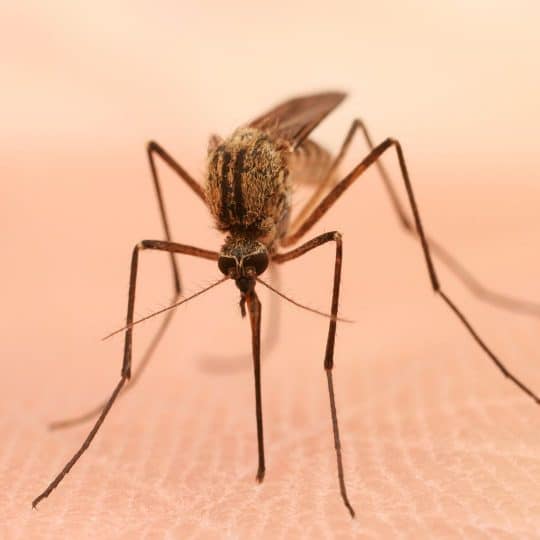 Pest Spotlight: Mosquito Control
