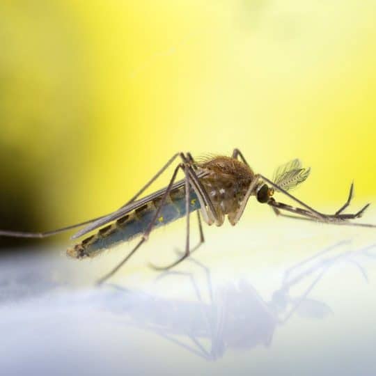 How to Avoid Mosquitoes and the West Nile Virus