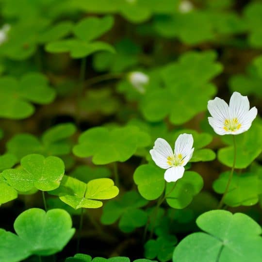 Weed Management: Oxalis Control