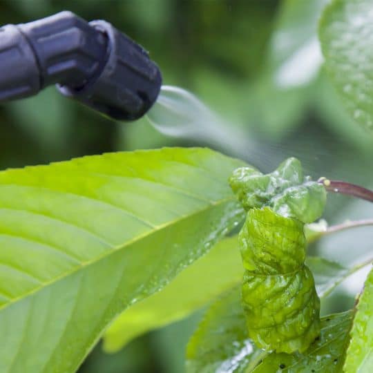 Weed Management: Are Pesticides Safe
