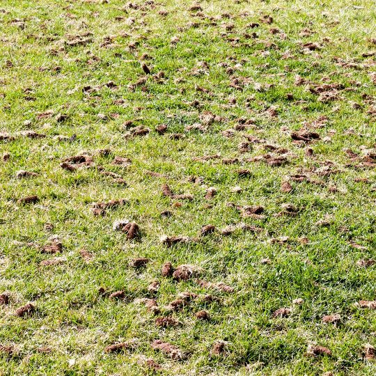 Aerating Lawns in Winter