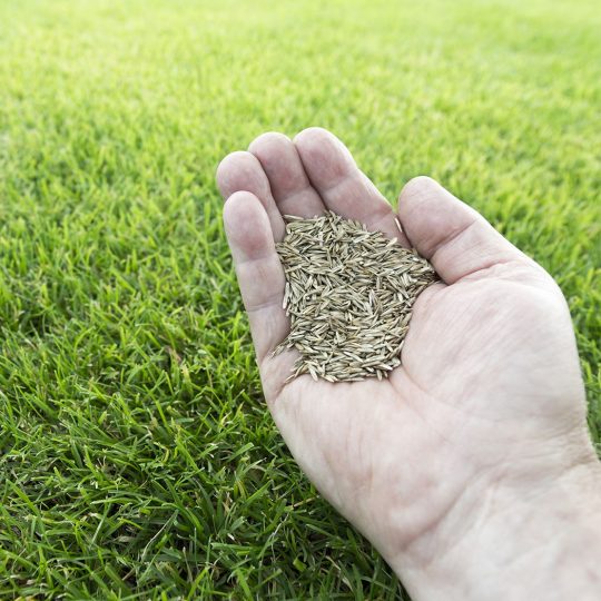 Five Important Lawn Seeding Tips