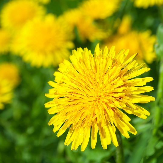 How to Get Rid of Dandelions