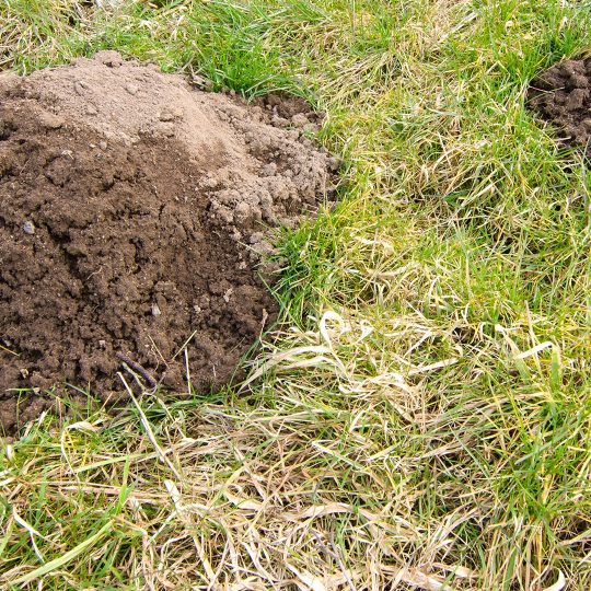 Pest Control: Protect Your Lawn from Moles