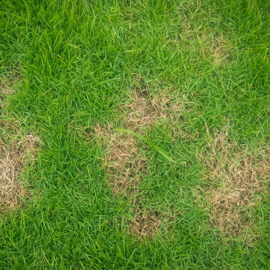 Treating Common Lawn Diseases