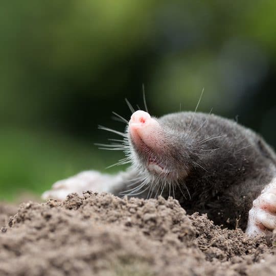 Mole Control Techniques