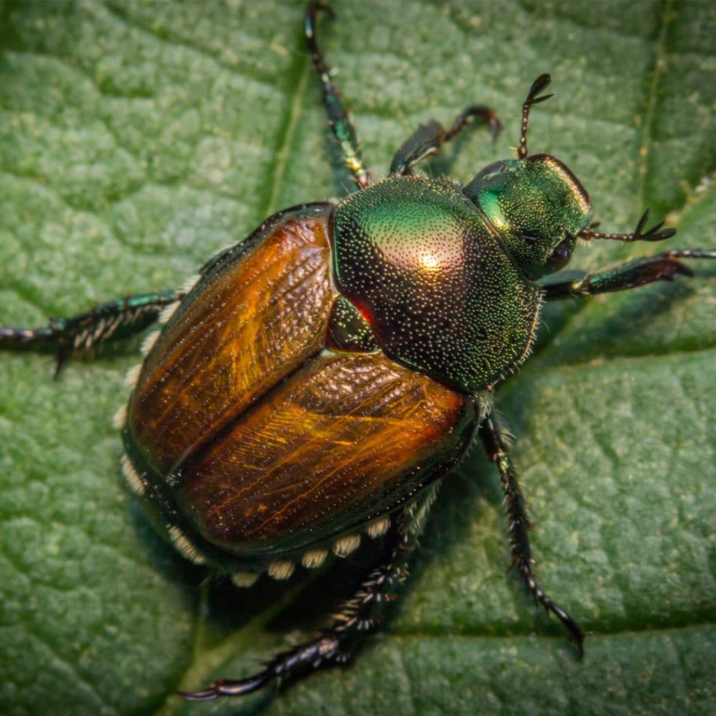 Japanese Beetle Control Cardinal Lawns