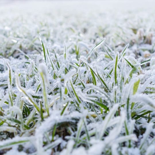 Snow Mold Control