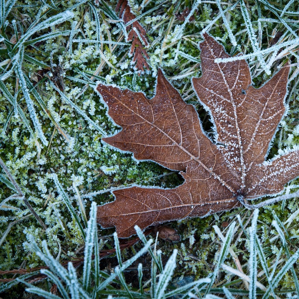 Winter lawn fertilizer cardinal lawns