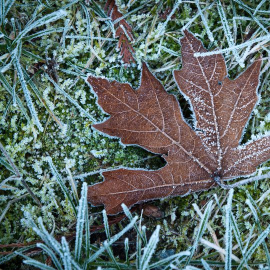 Winter lawn fertilizer