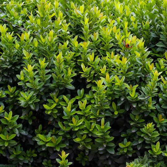 3 Things to Look for When Inspecting Shrubs