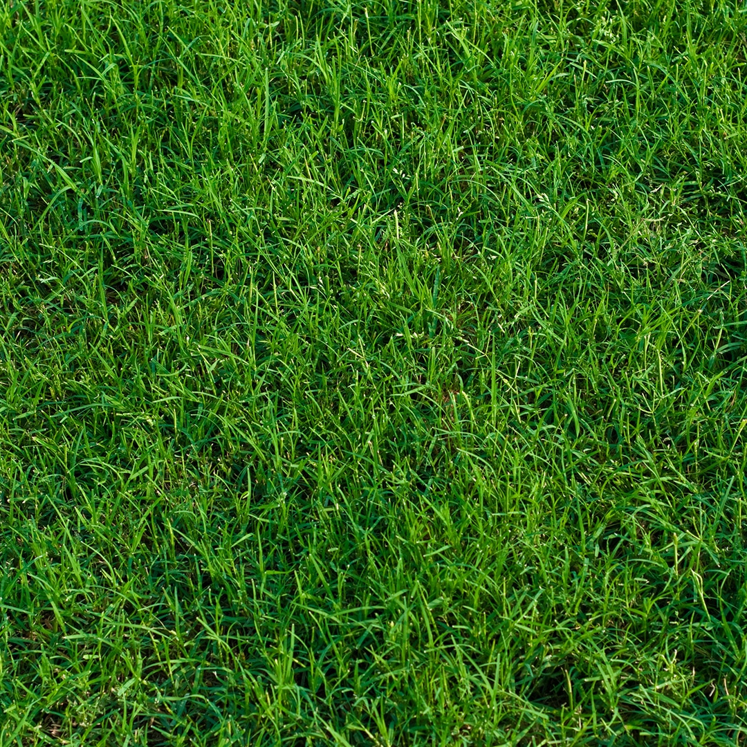 winter lawn care