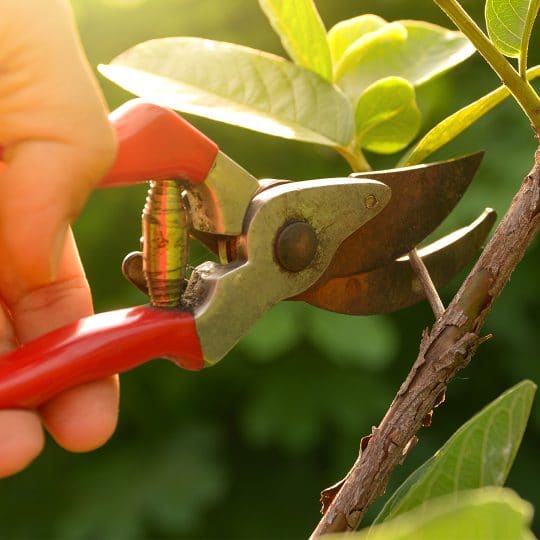 5 Tools for Pruning Trees and Shrubs