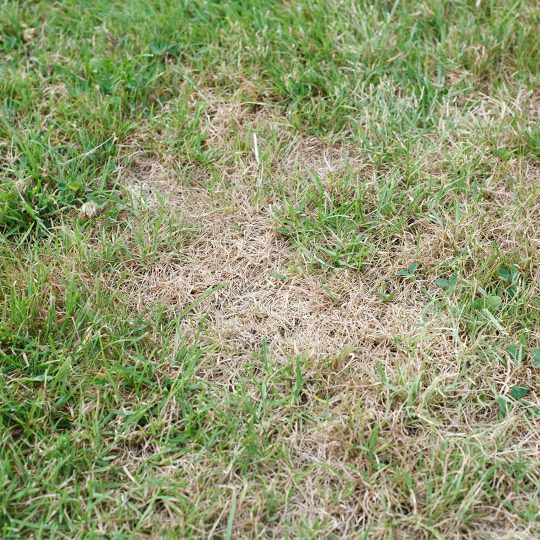 8 Reasons for Grassy Brown Patches in Your Lawn
