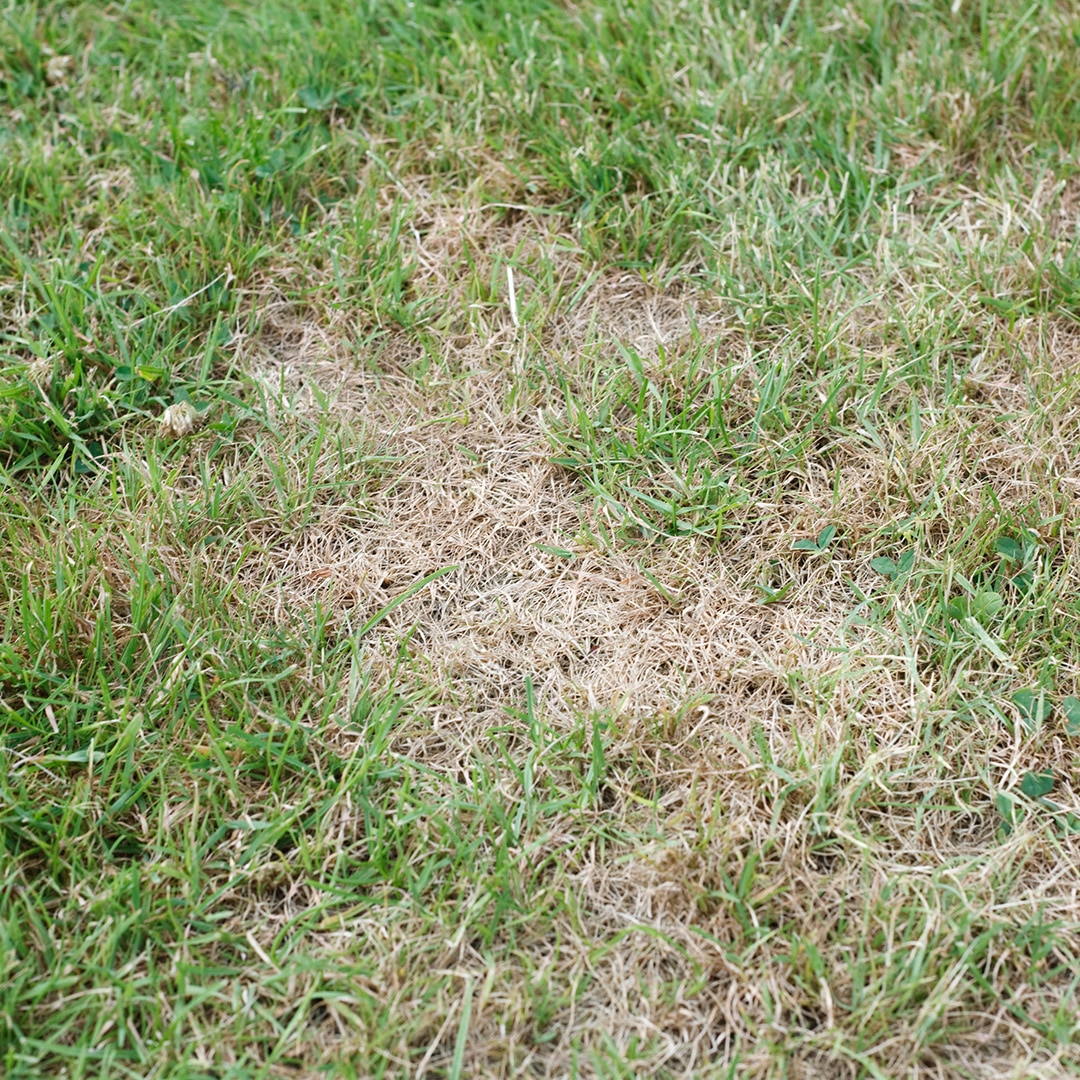 Guide To Lawn Disease Cardinal Lawns