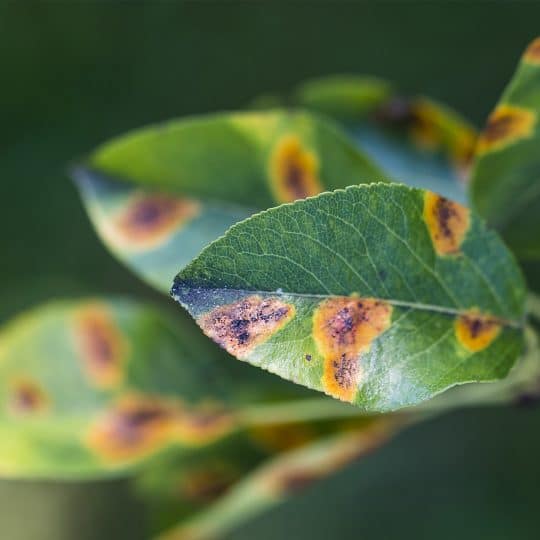 leaf-spots