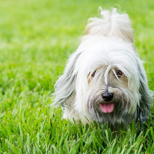 Preventing Dog Urine Damage on Your Lawn