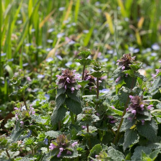 Henbit