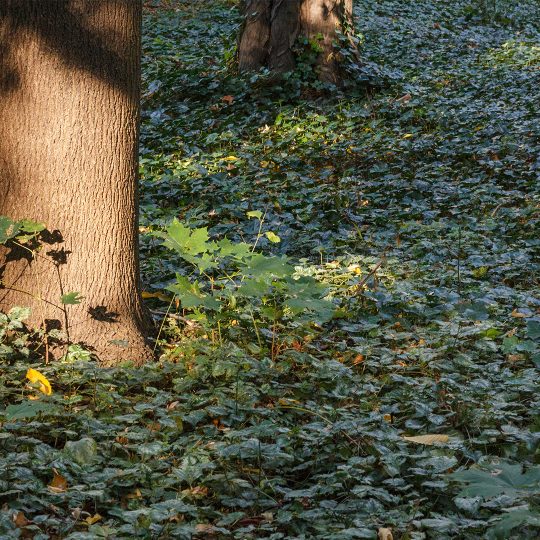 ground-ivy