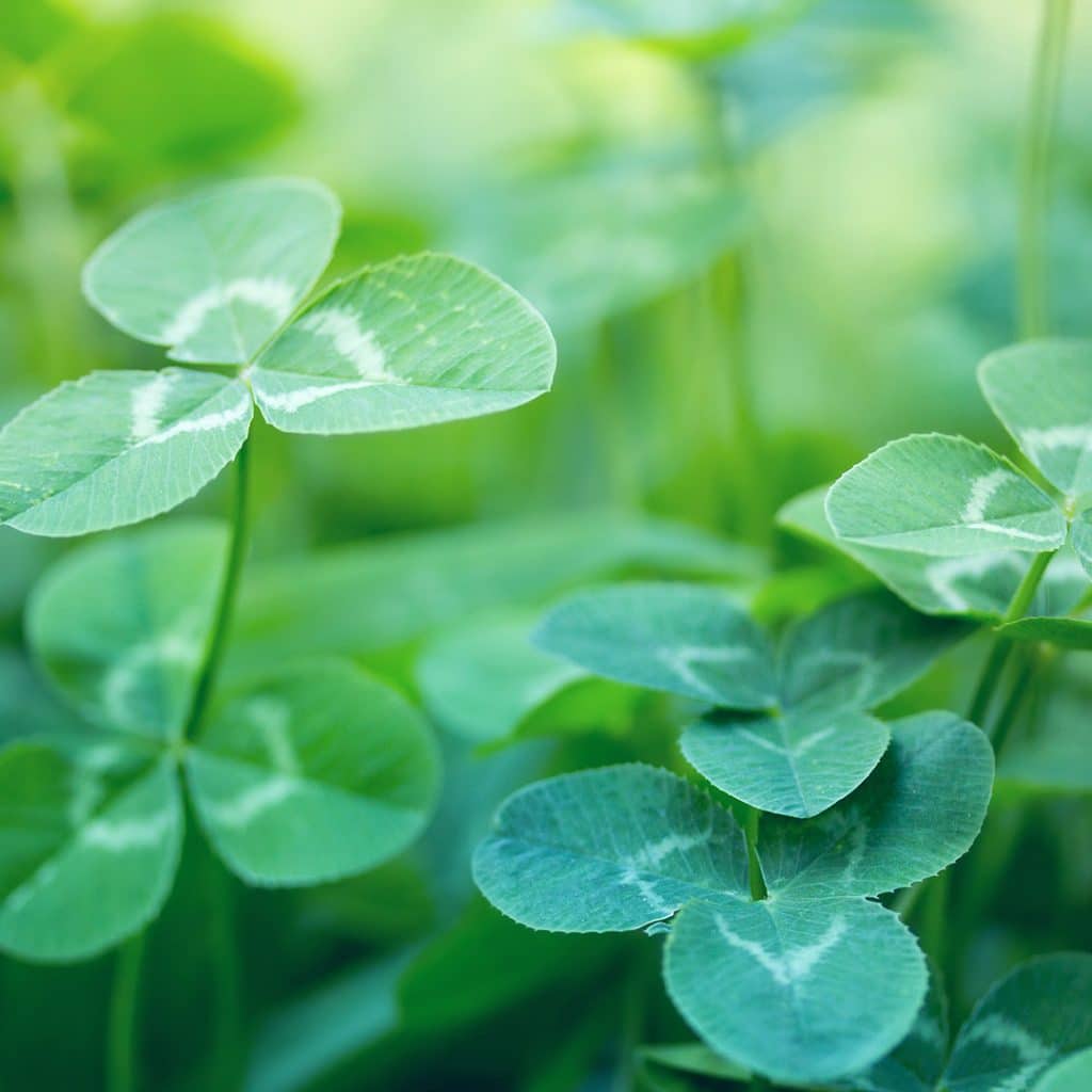 What to do About Clover in Your Lawn Cardinal Lawn