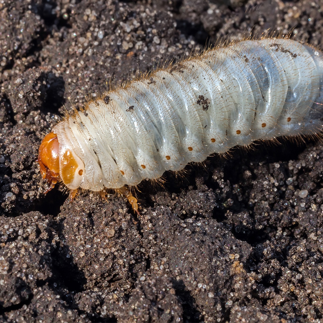 Springtime Mole Eradication