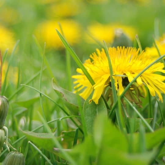 Broadleaf Weed Control