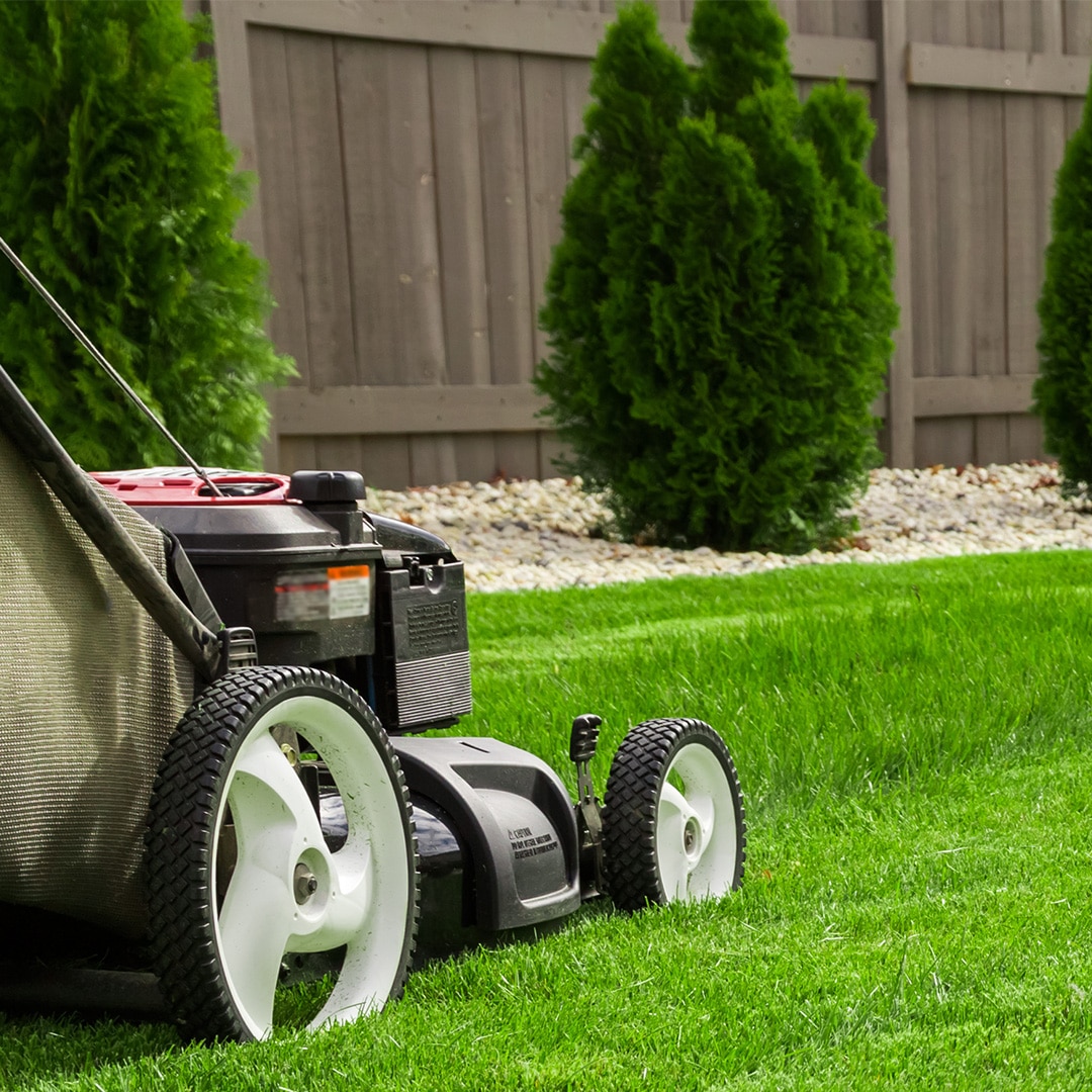 Lawn mower ripping grass best sale