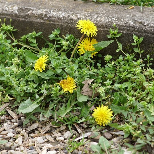 Difference between broadleaf and grassy weeds