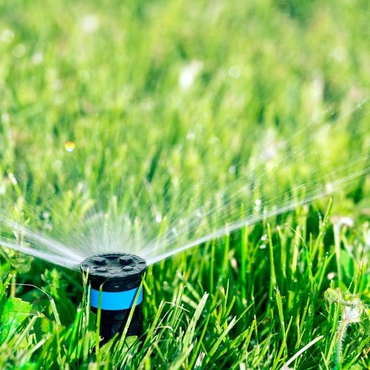 When to Water the Lawn