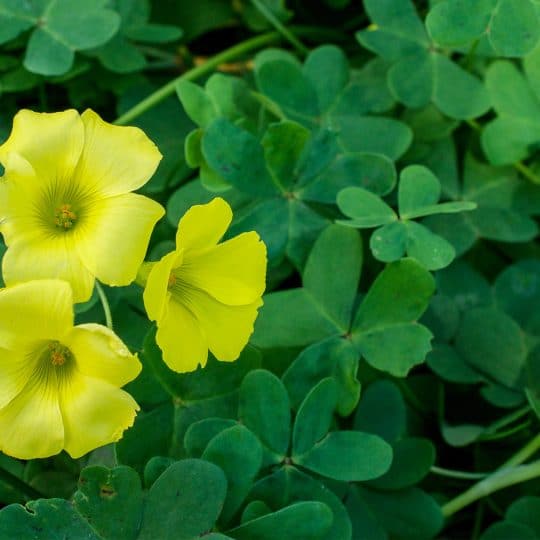 Pros and Cons of Oxalis