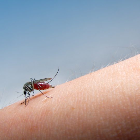 Mosquitoes and the West Nile Virus