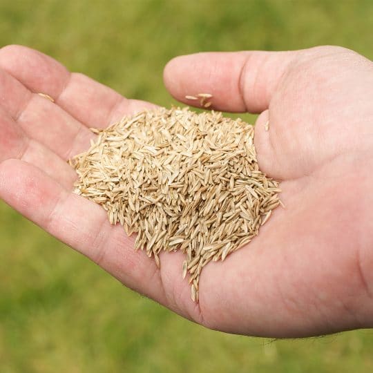 Lawn Seeding Tips